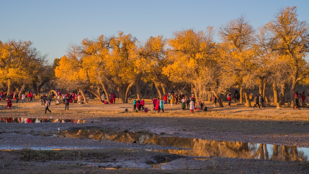 额济纳胡杨林二道桥的晨