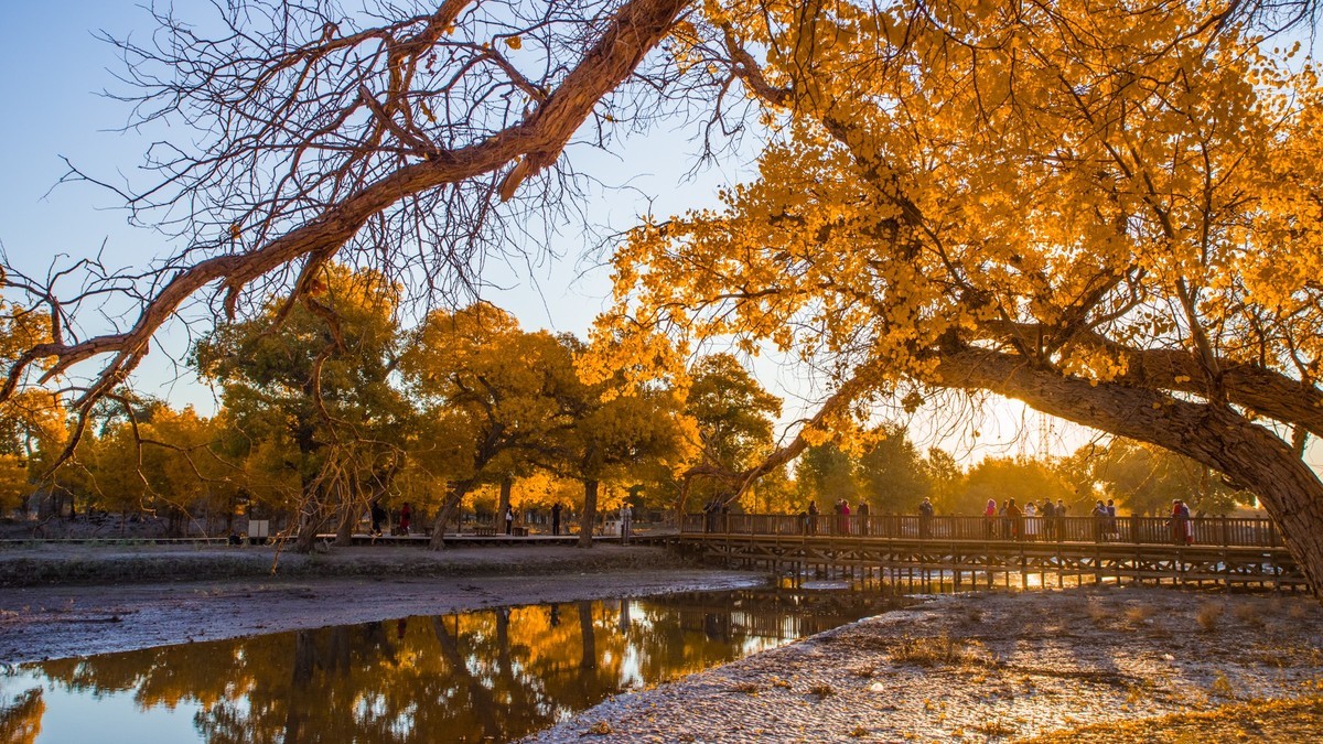 额济纳胡杨林二道桥的晨