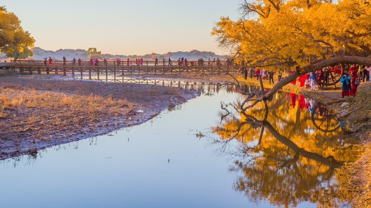 额济纳胡杨林二道桥的晨