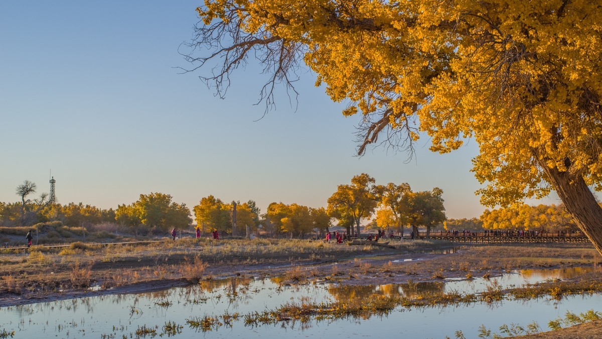 额济纳胡杨林二道桥的晨