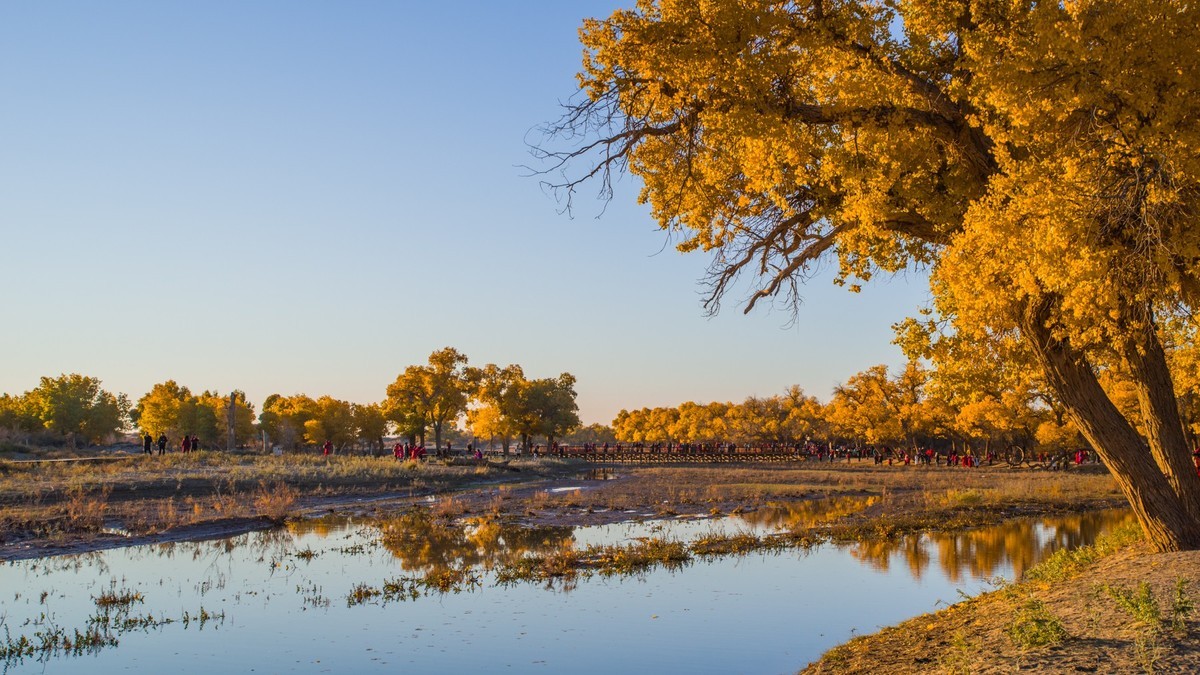 额济纳胡杨林二道桥的晨