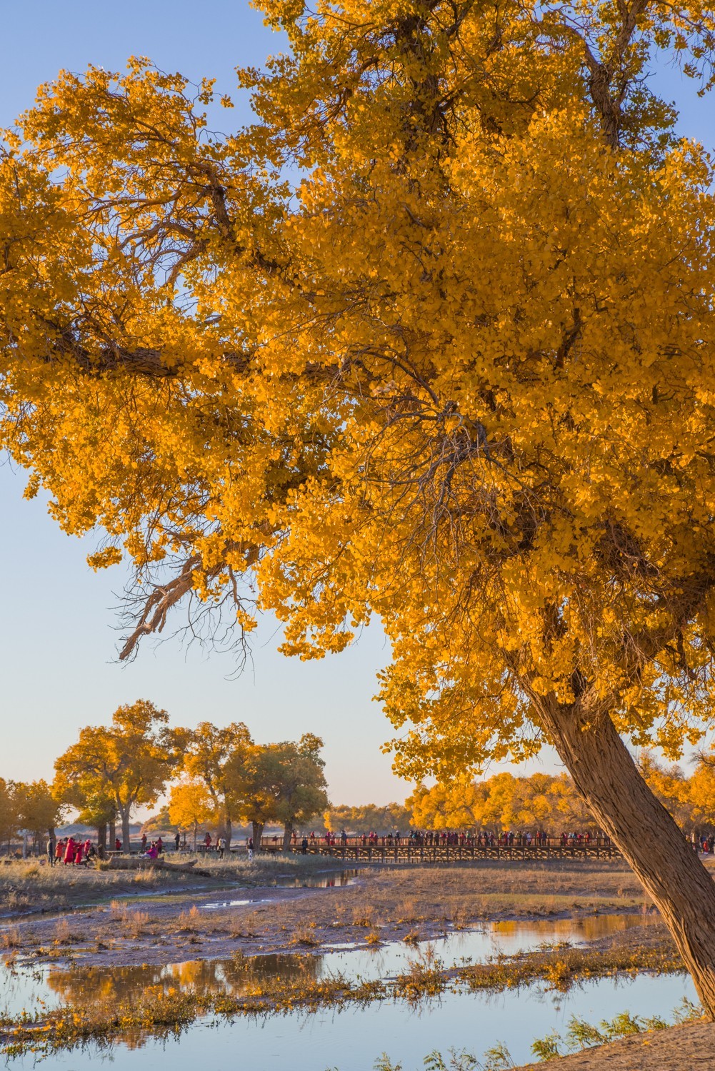 额济纳胡杨林二道桥的晨