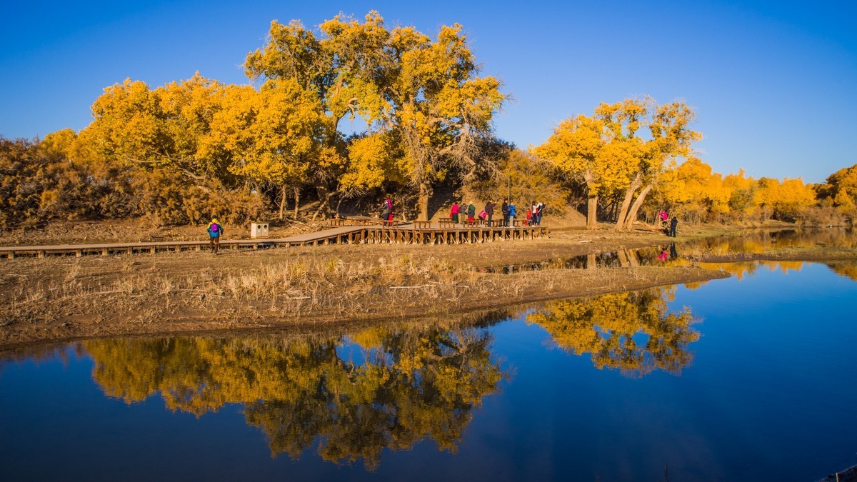 额济纳胡杨林二道桥的晨