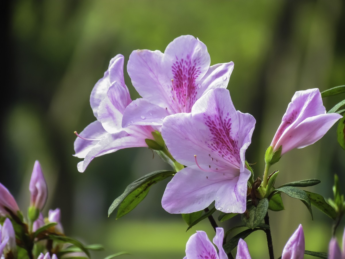 杜鹃花