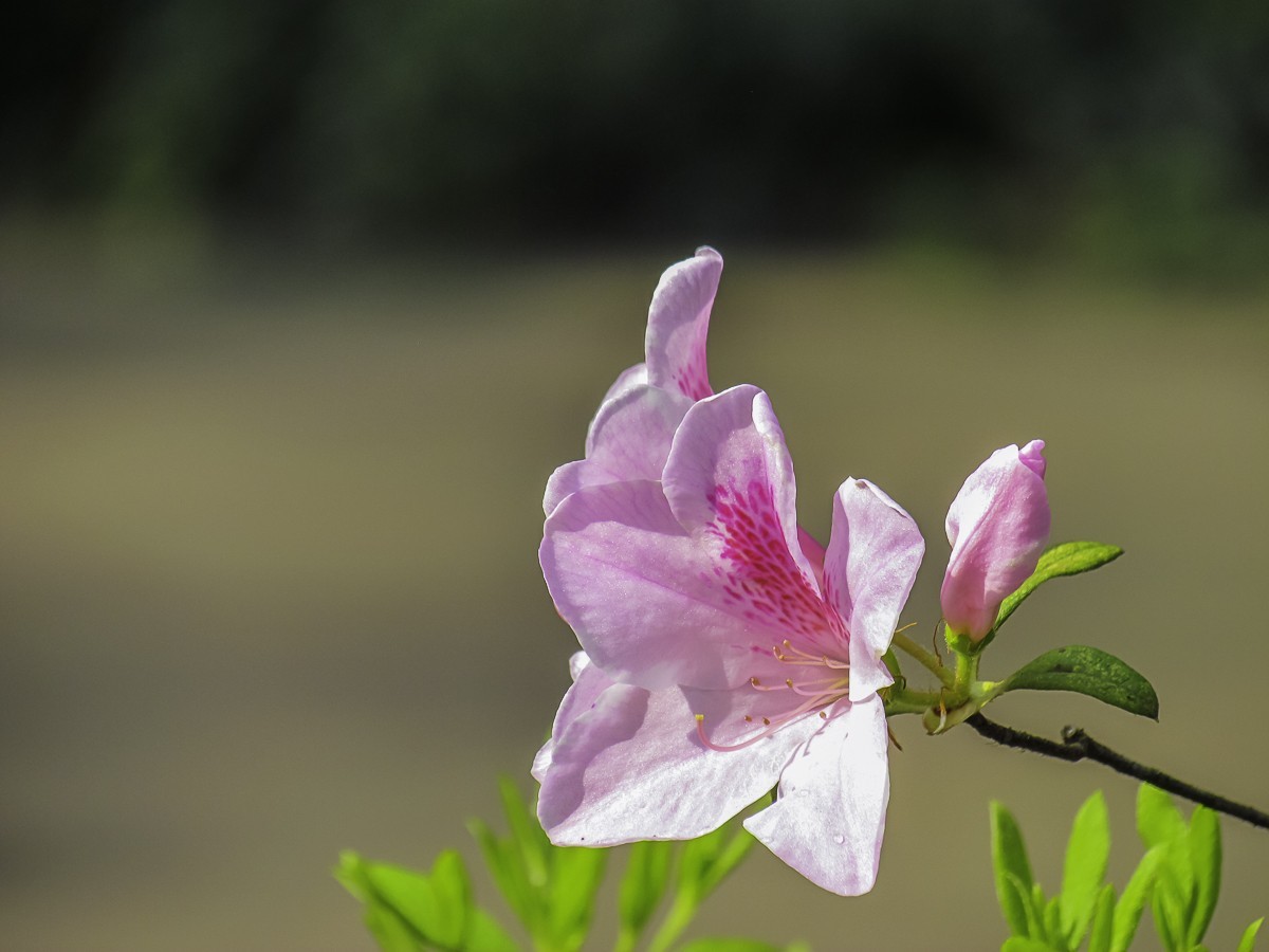 杜鹃花-中关村在线摄影论坛