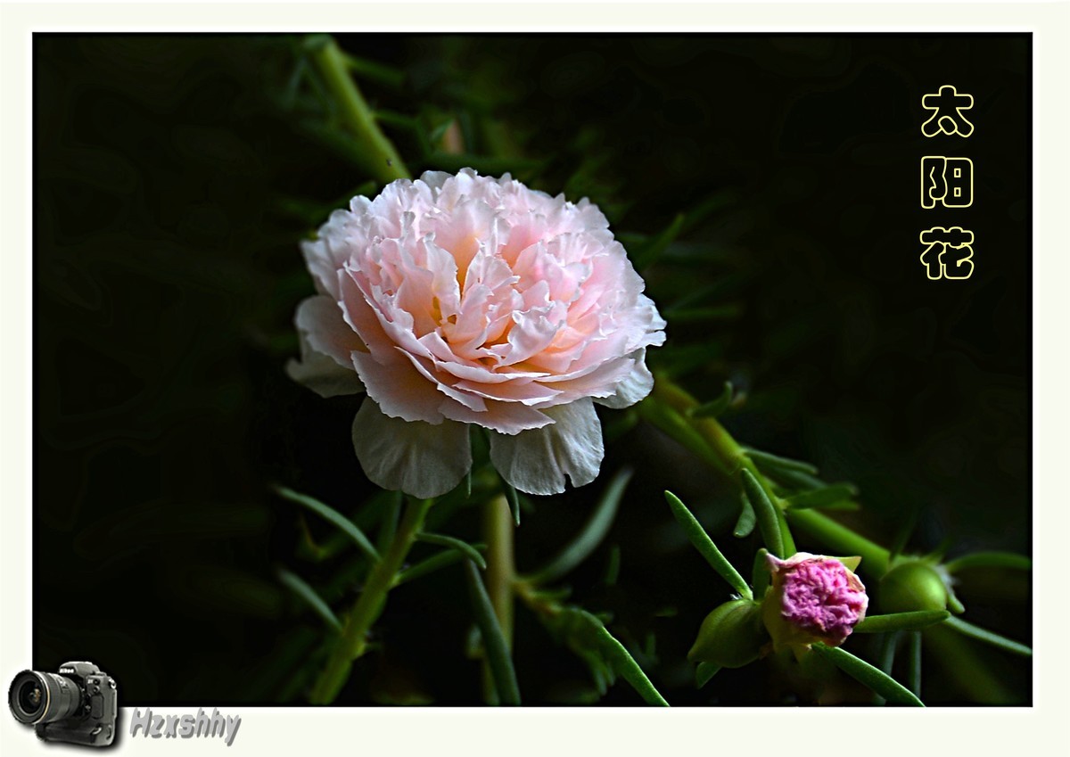 太阳花（2024029）