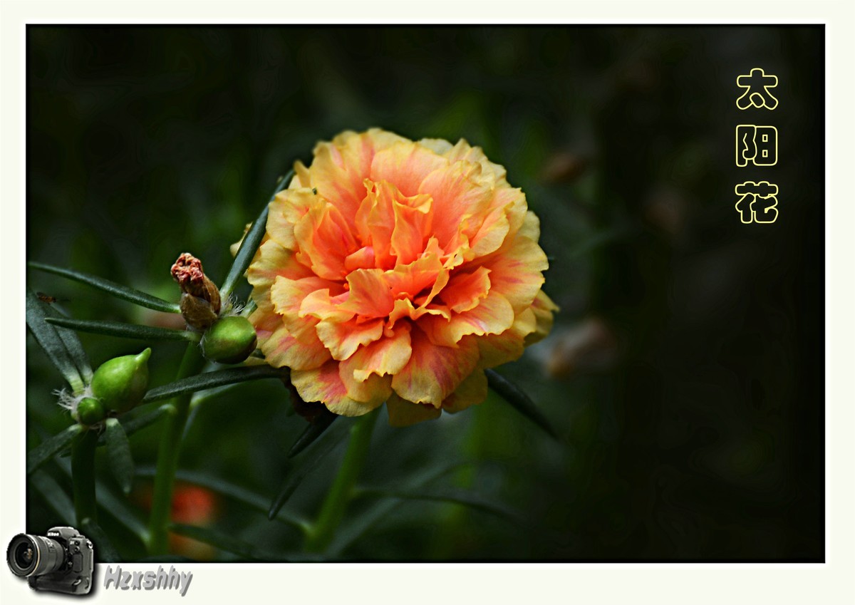 太阳花（2024029）