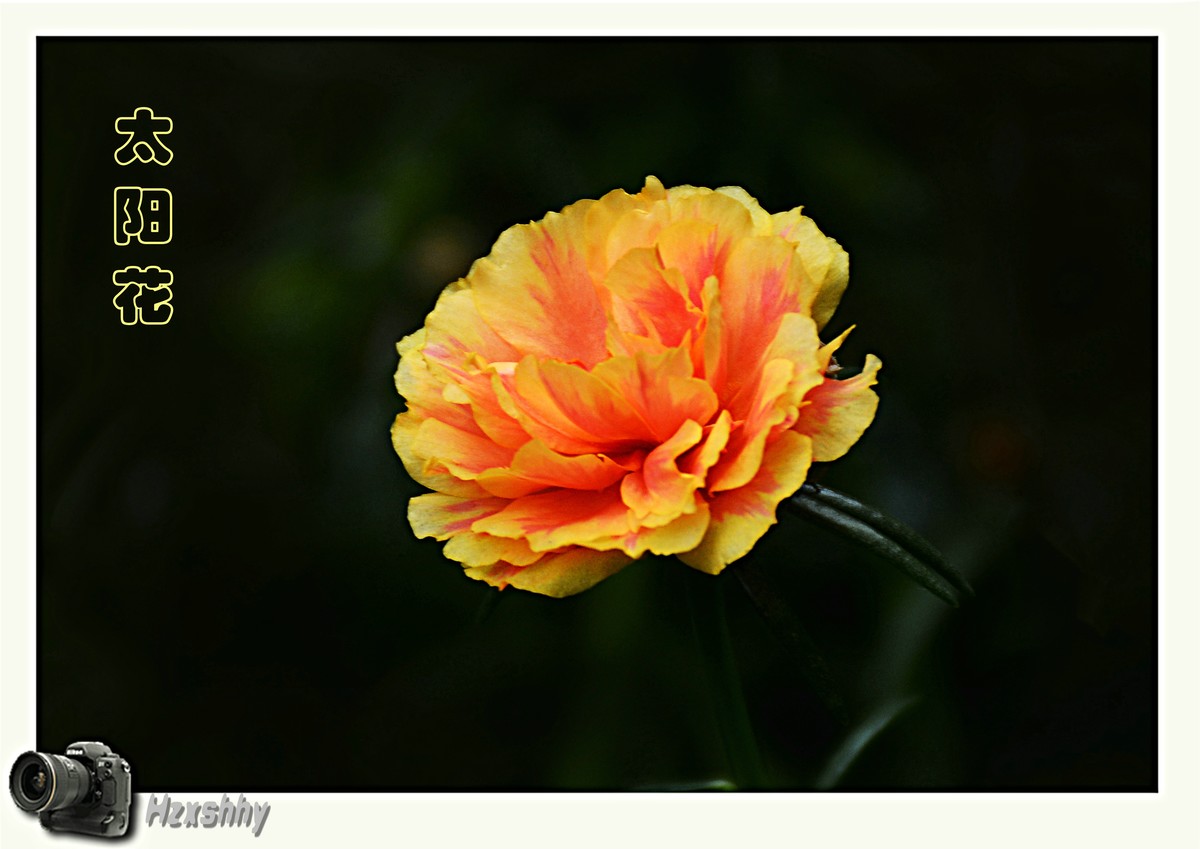 太阳花（2024029）