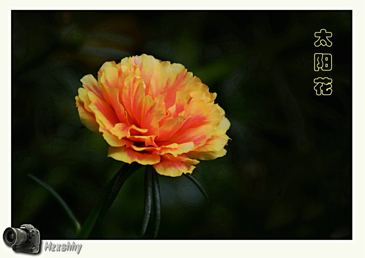 太阳花（2024029）