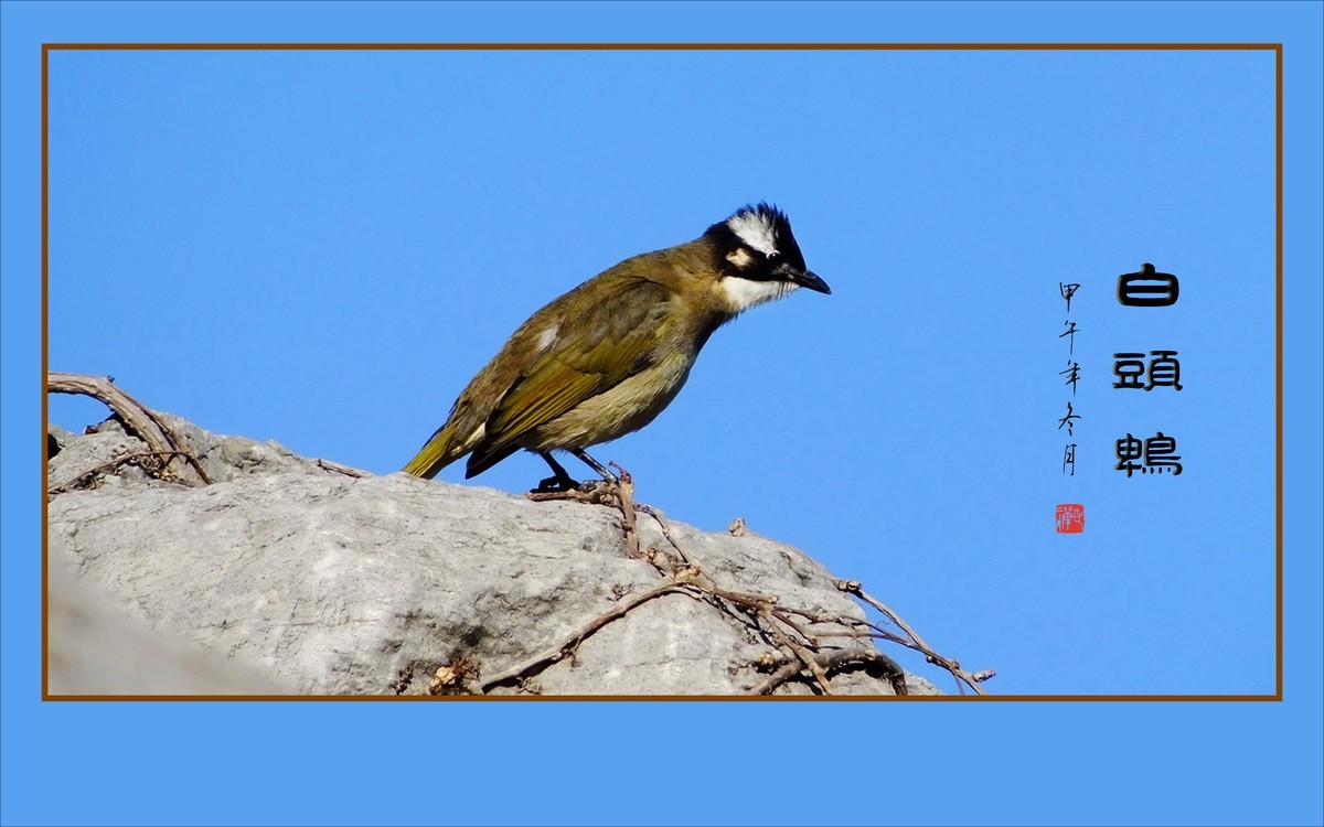 枝头上放歌的小鸟-白头鹎