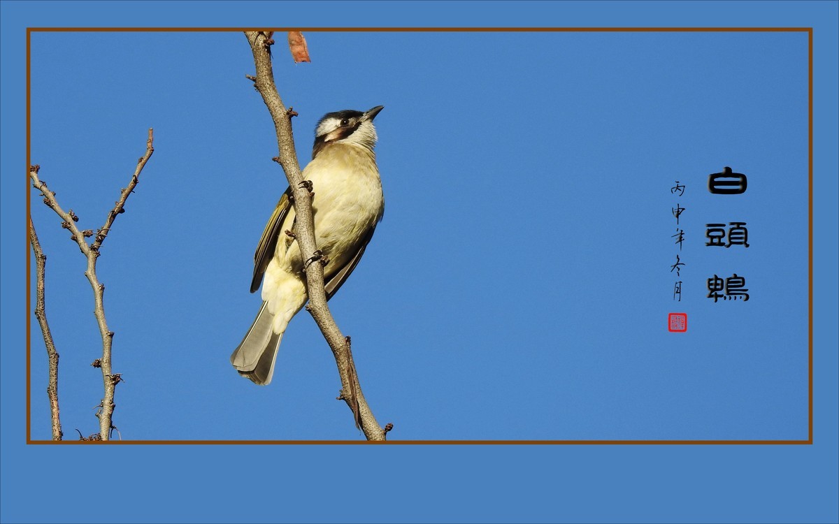 枝头上放歌的小鸟-白头鹎