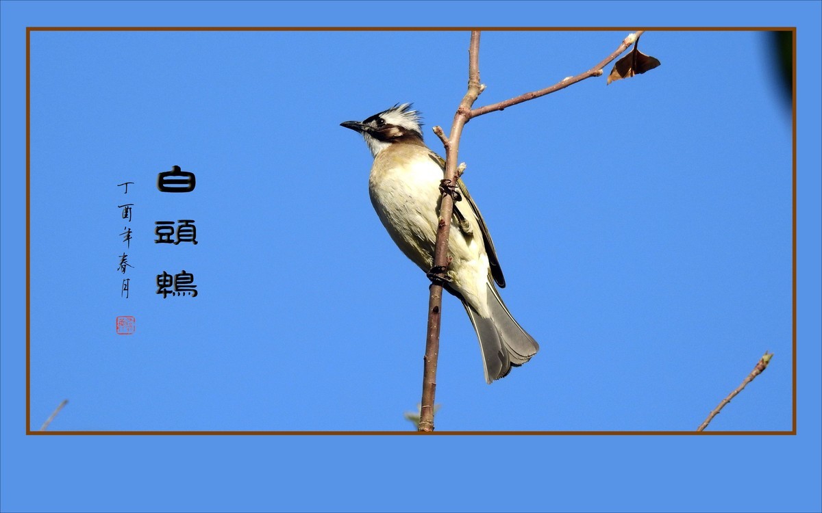 枝头上放歌的小鸟-白头鹎