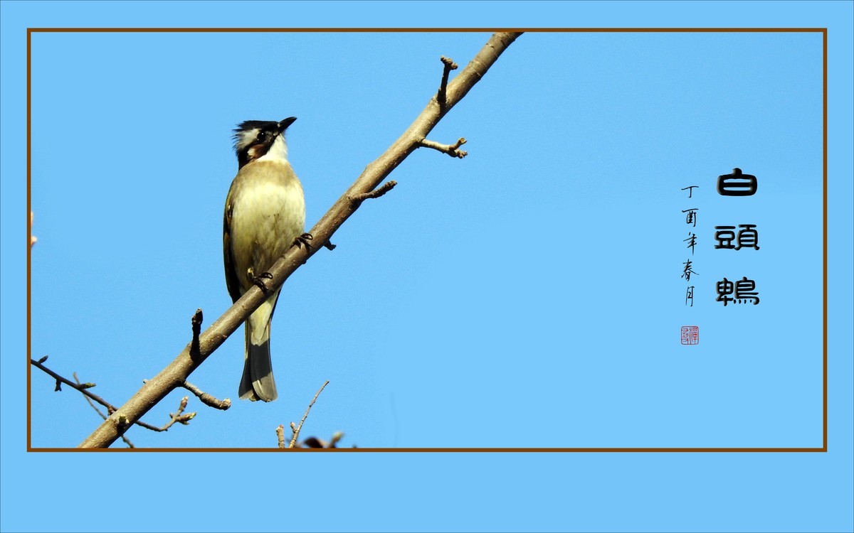 枝头上放歌的小鸟-白头鹎
