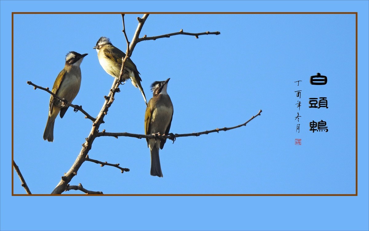 枝头上放歌的小鸟-白头鹎