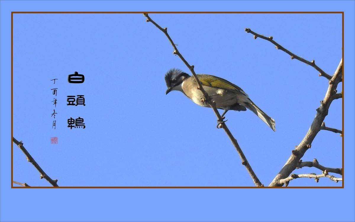 枝头上放歌的小鸟-白头鹎