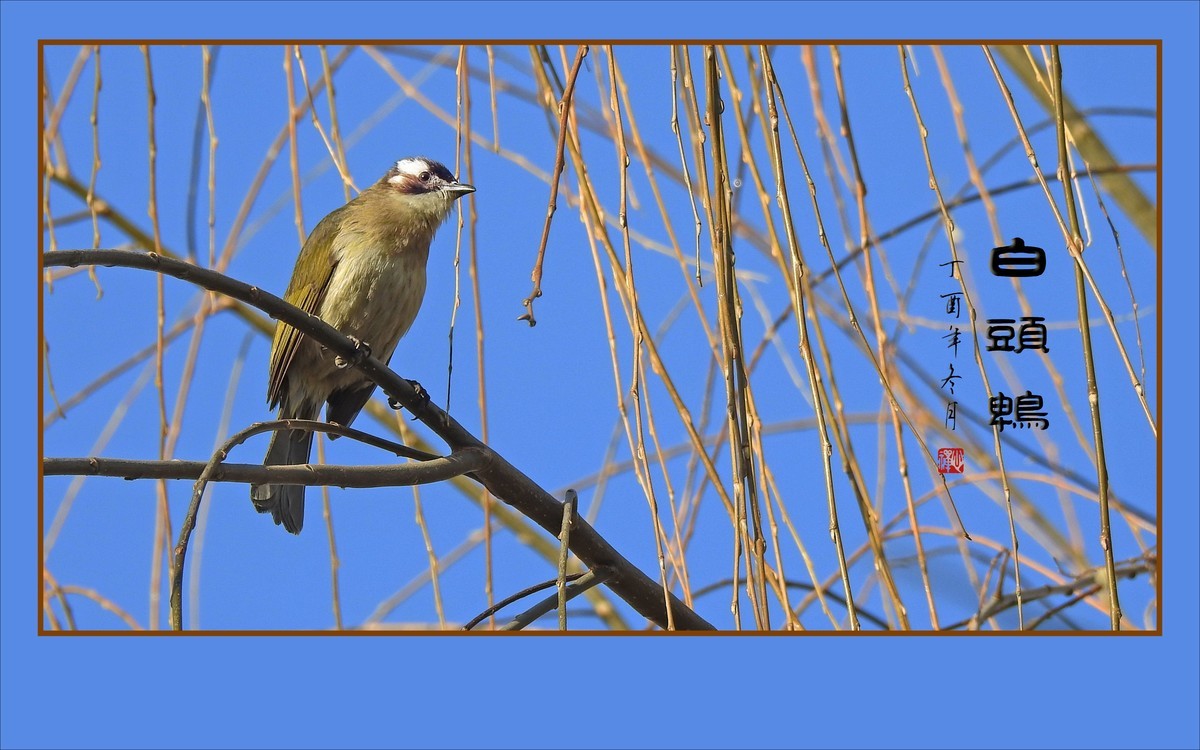 枝头上放歌的小鸟-白头鹎