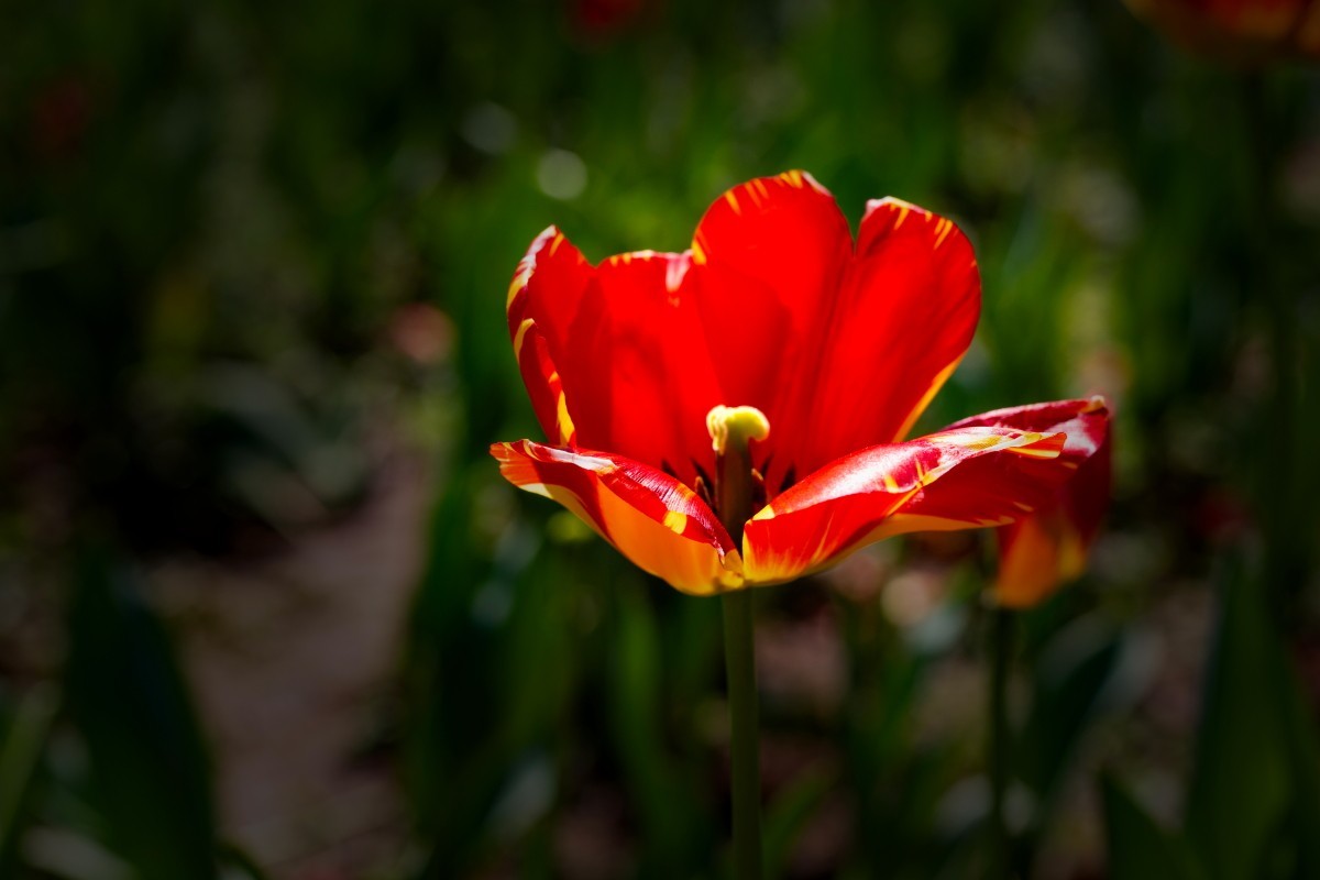 植物园拍郁金香10