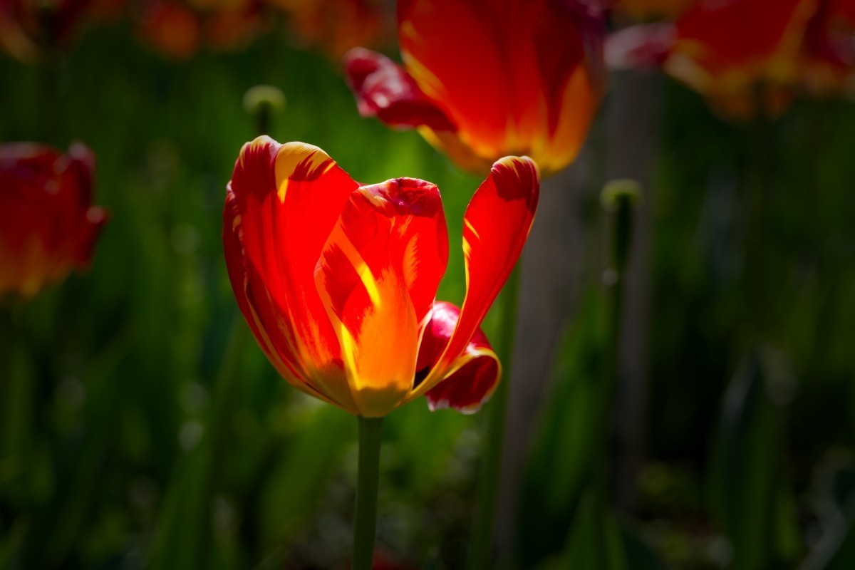 植物园拍郁金香10