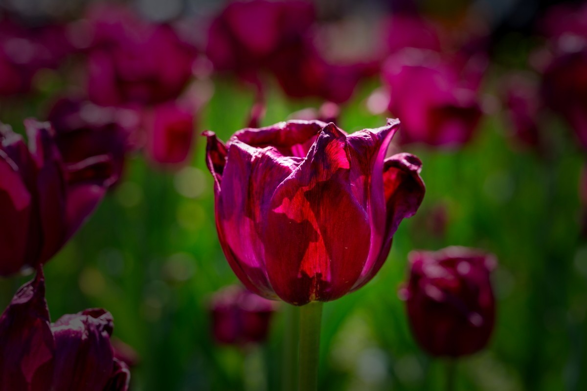 植物园拍郁金香10