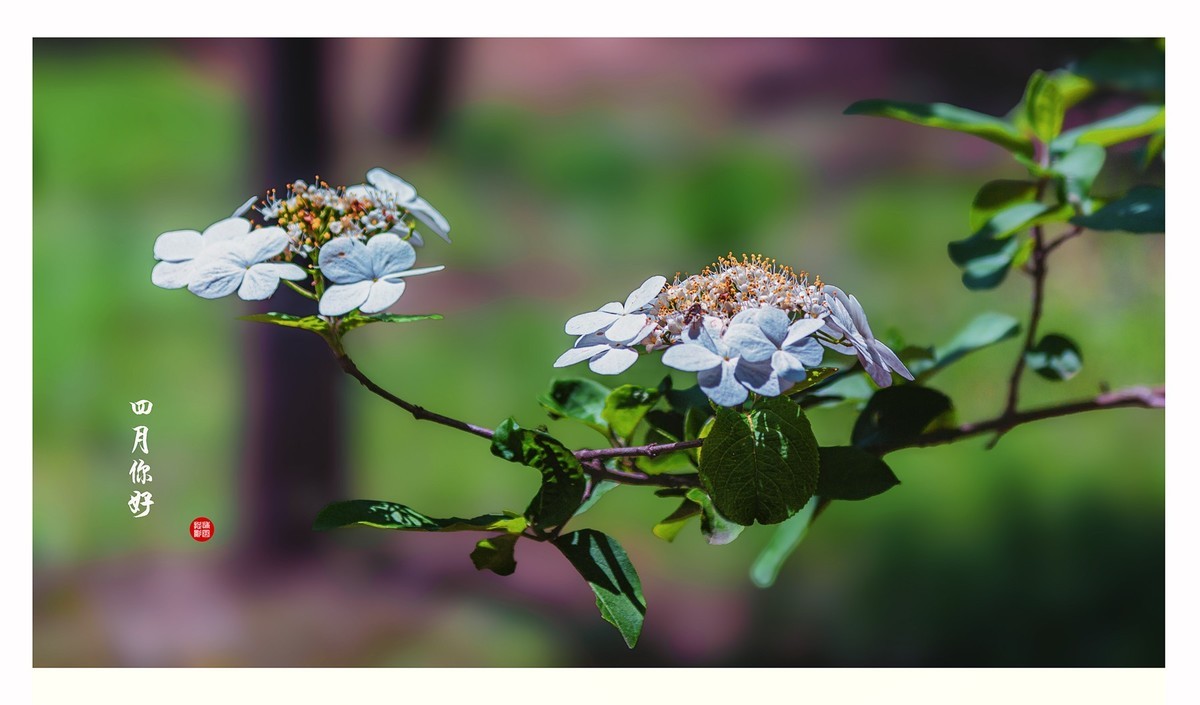 四月你好