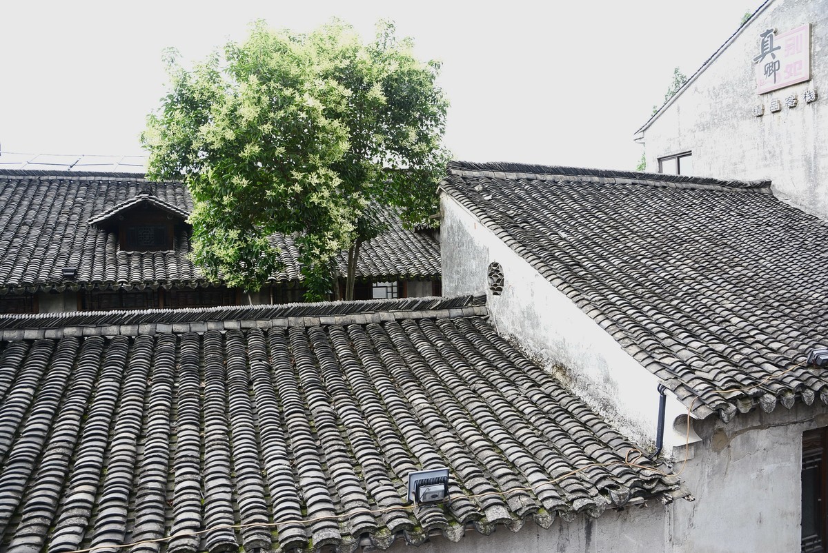 烟雨江南乌镇行