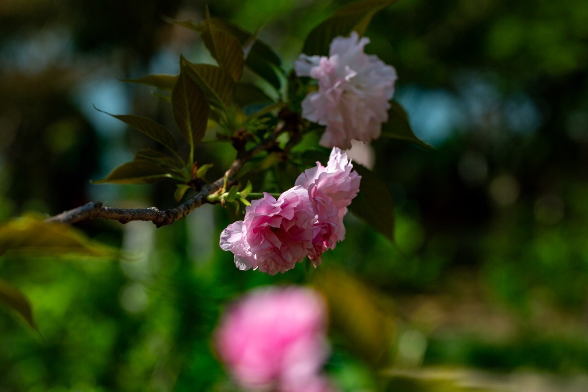 植物园拍樱花 6