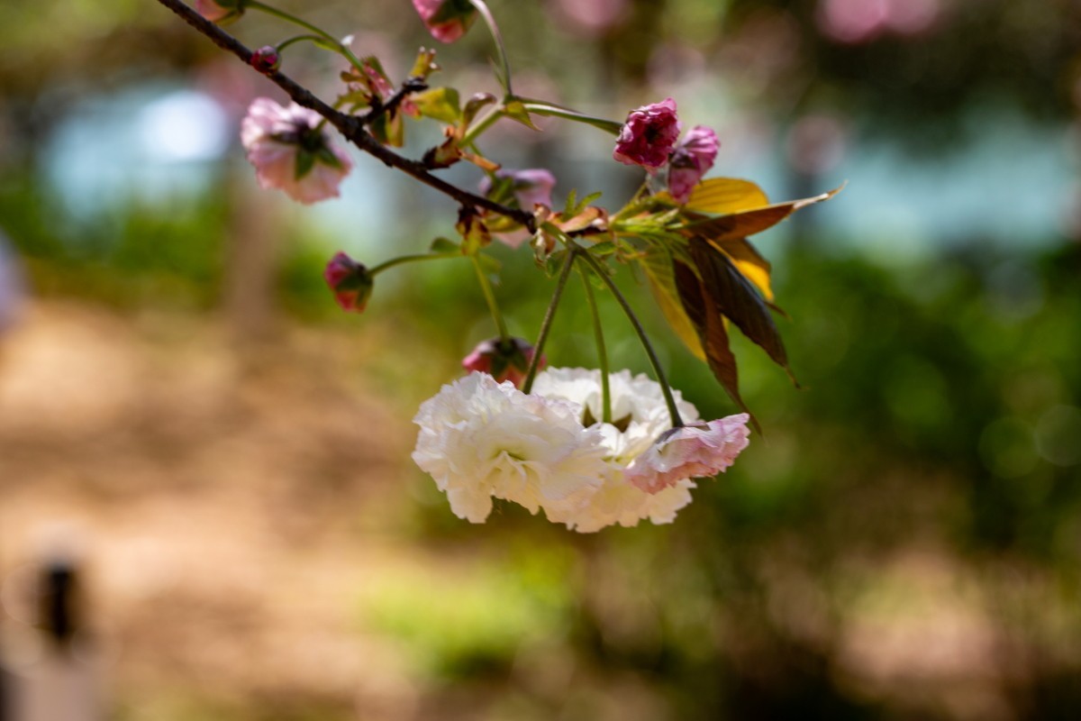 植物园拍樱花 6