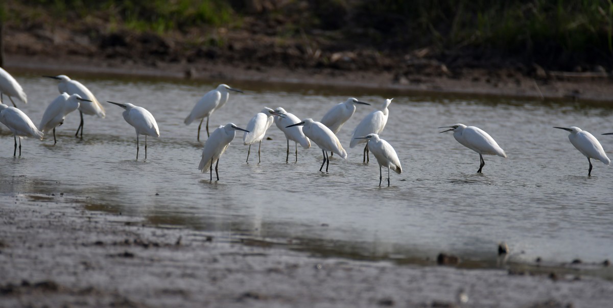 洞庭湖随拍（二）