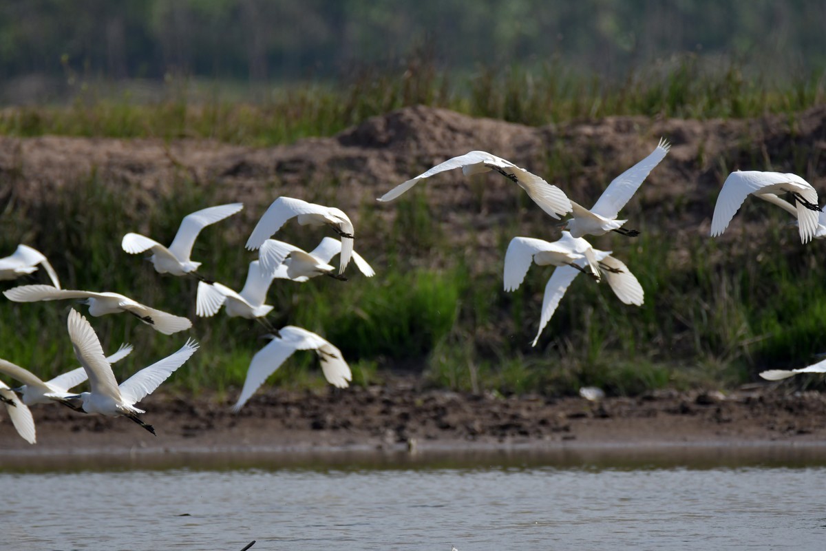 洞庭湖随拍（二）