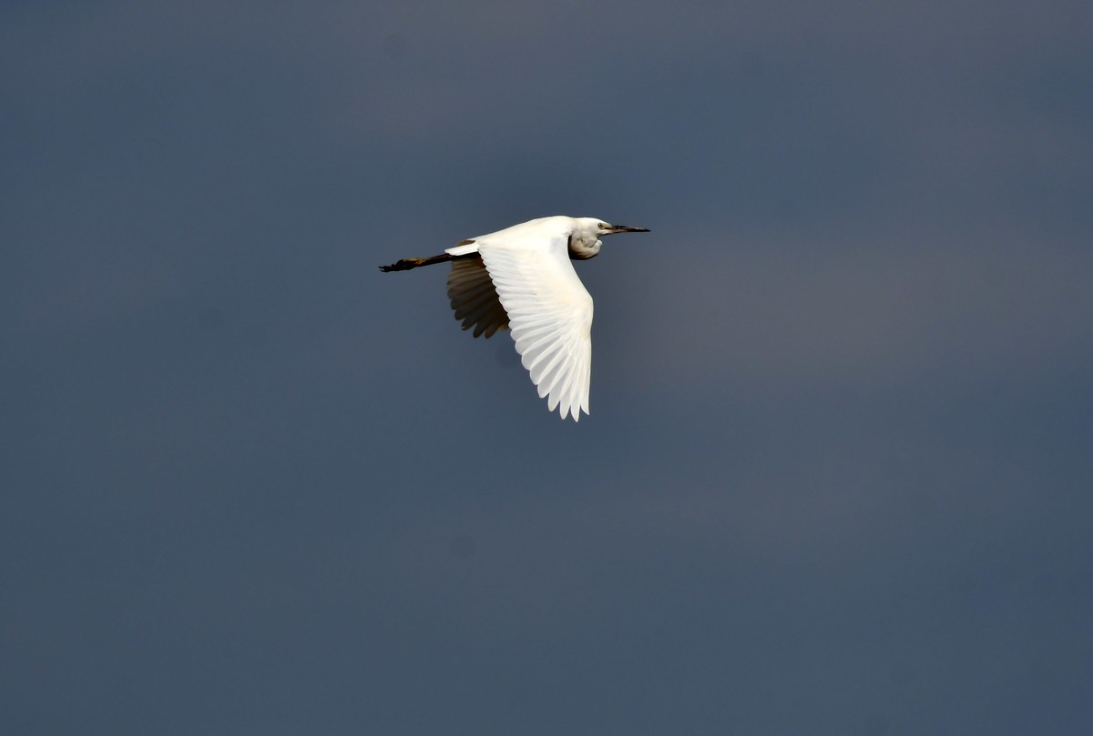 洞庭湖随拍（二）