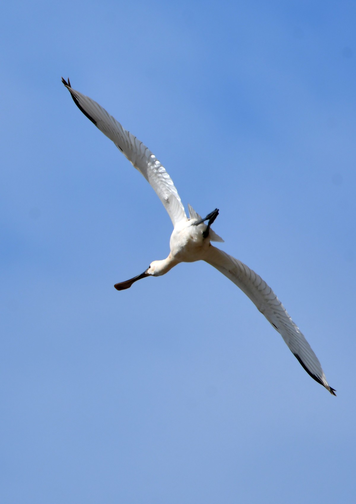 洞庭湖随拍（二）