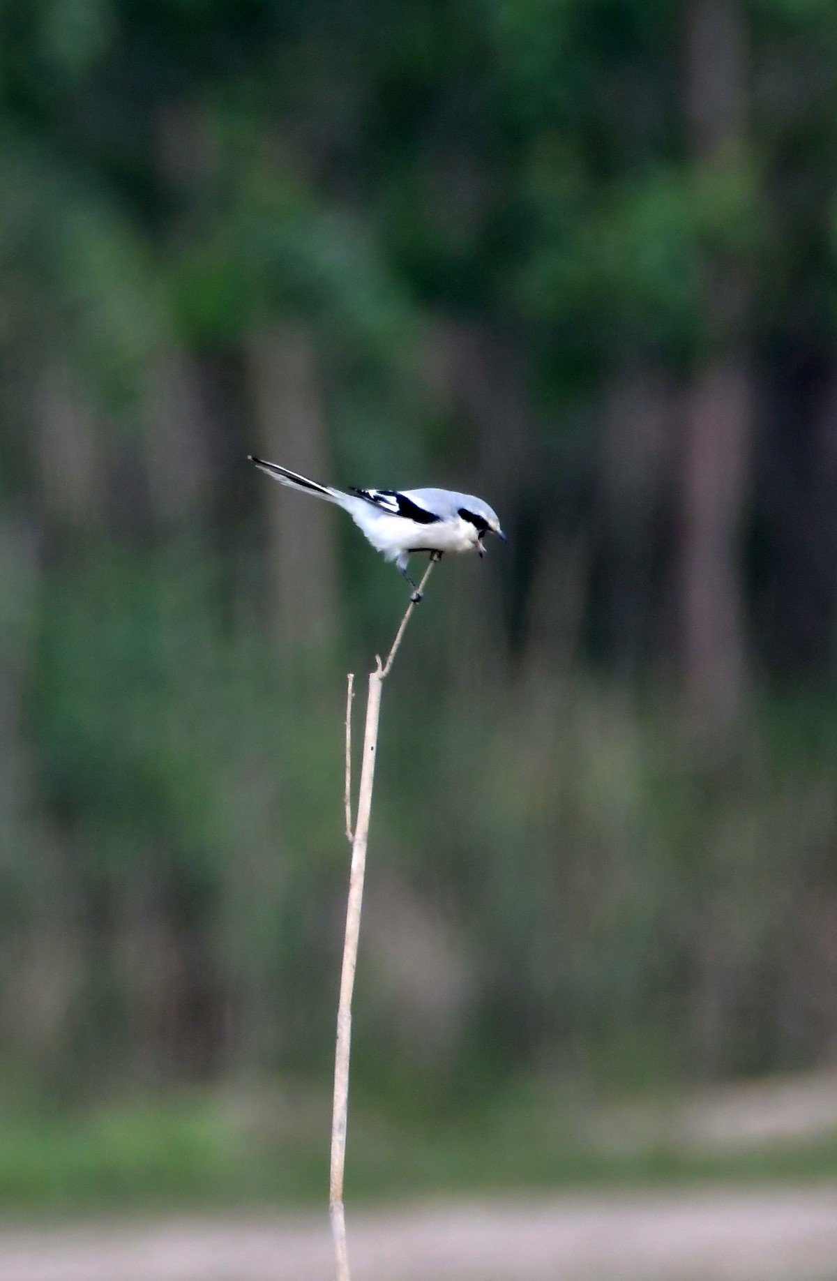 洞庭湖随拍（二）