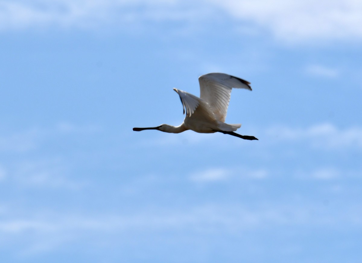 洞庭湖随拍（二）