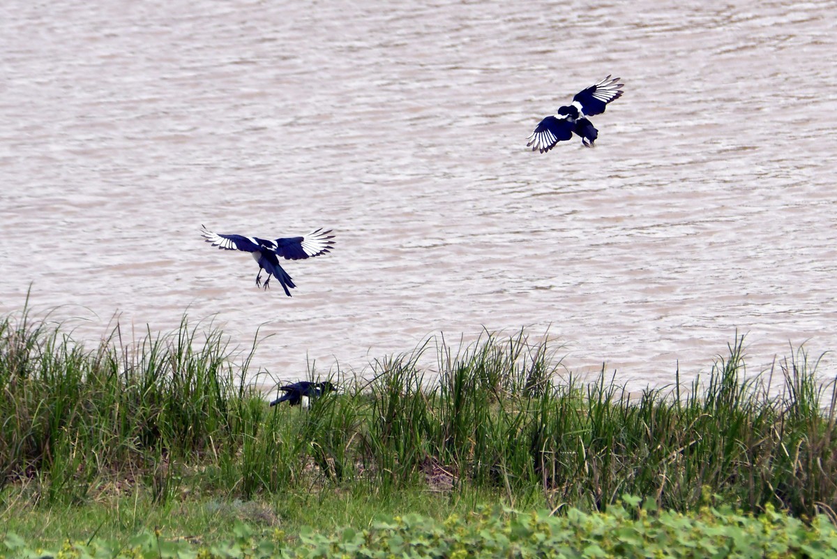 洞庭湖随拍（二）