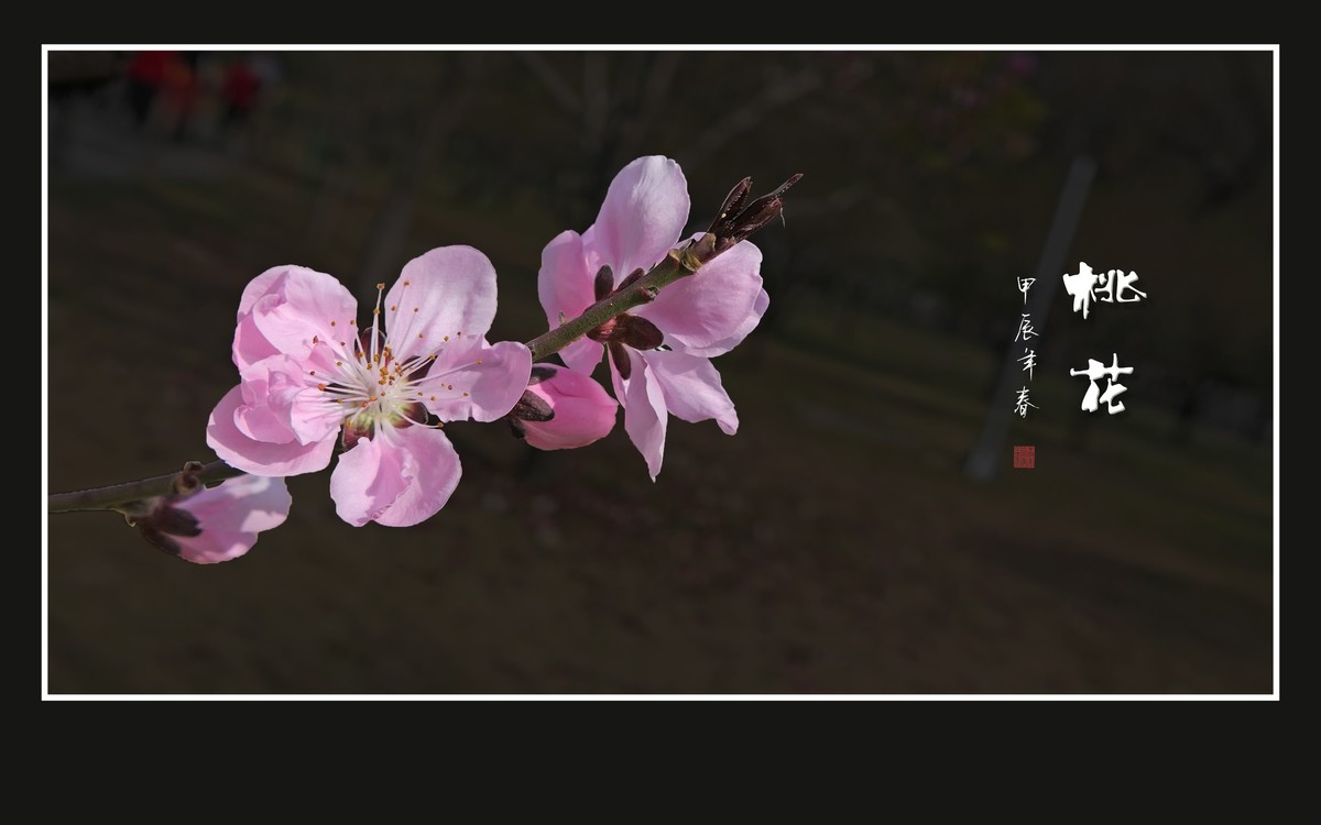 粉面桃花分外娇