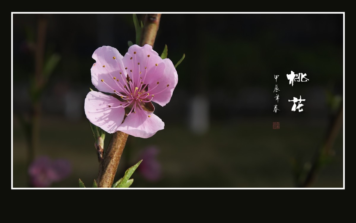 粉面桃花分外娇