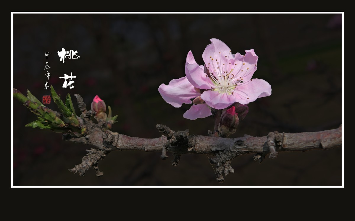 粉面桃花分外娇