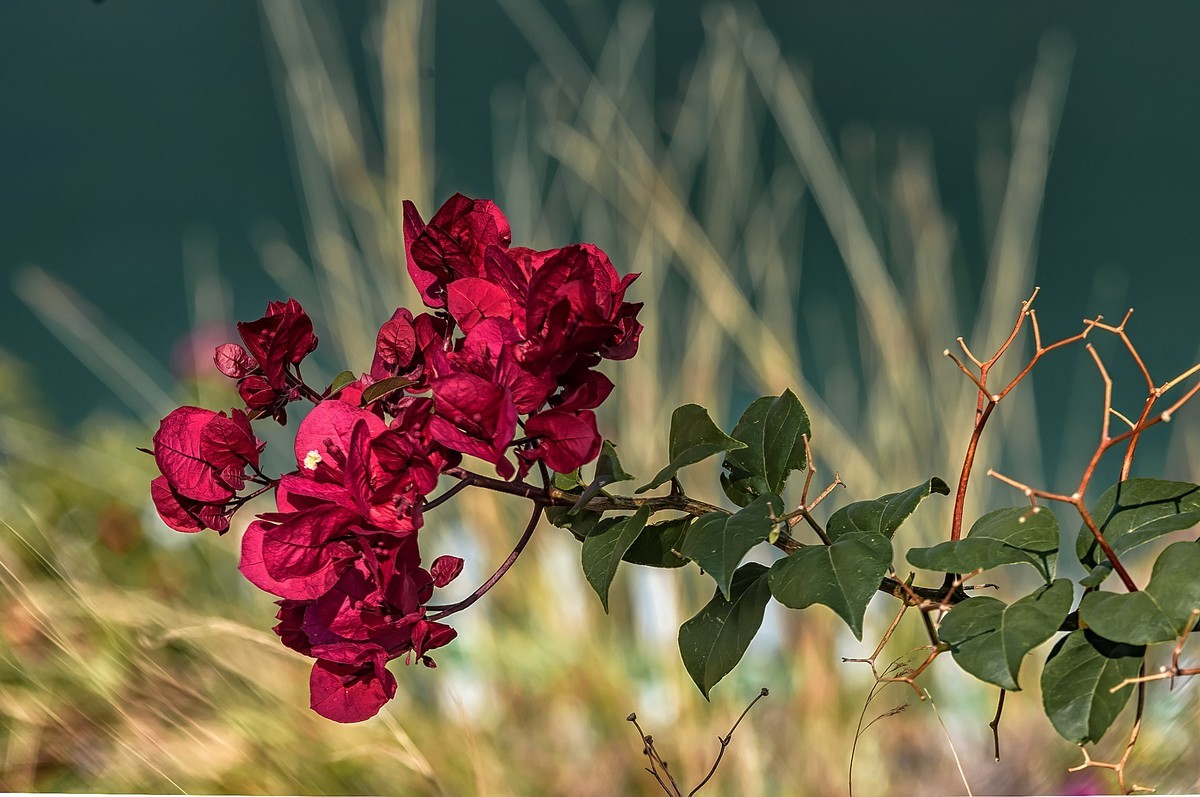 元谋江边乡 · 龙街渡口（2）