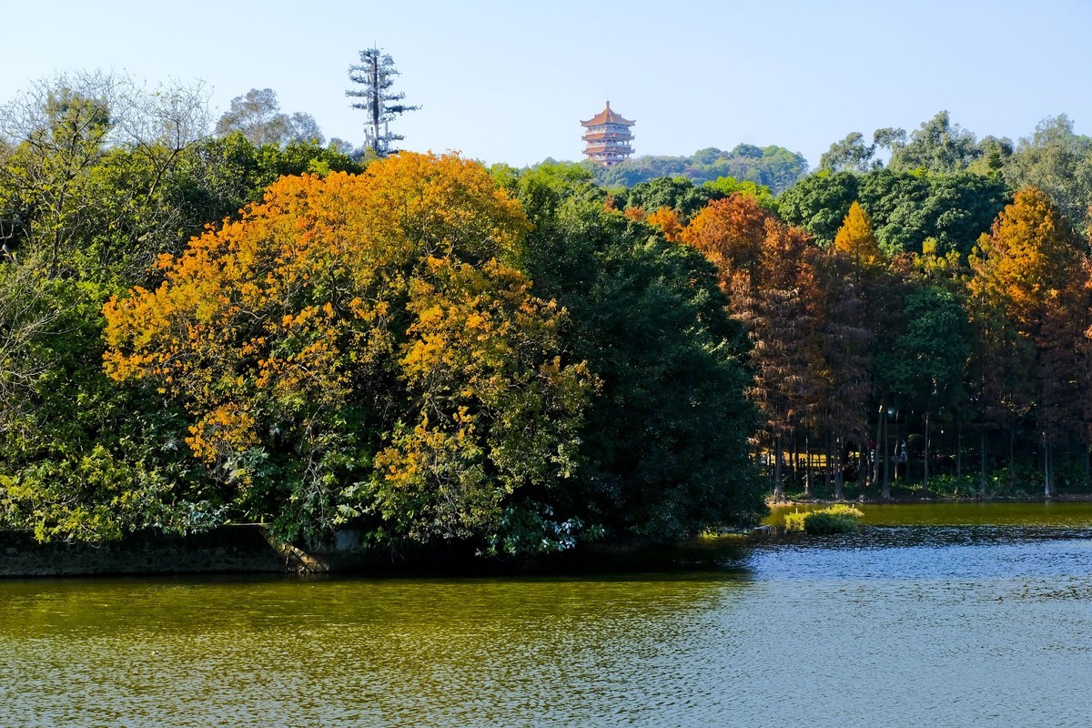 麓湖公园冬日景色