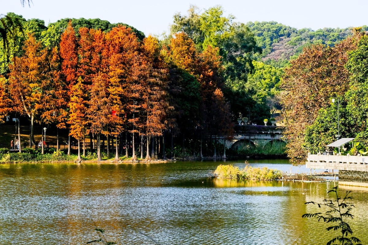 麓湖公园冬日景色