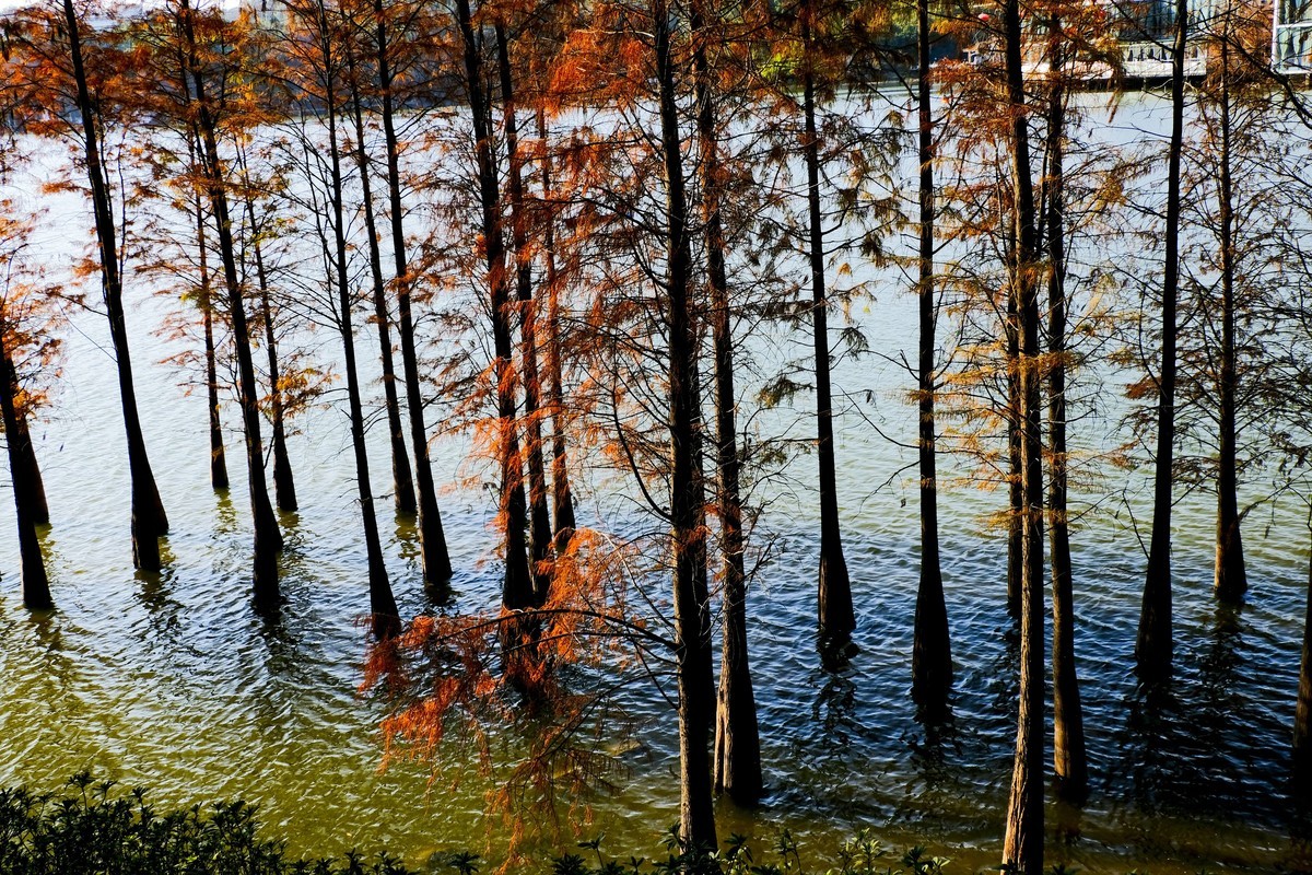 麓湖公园冬日景色