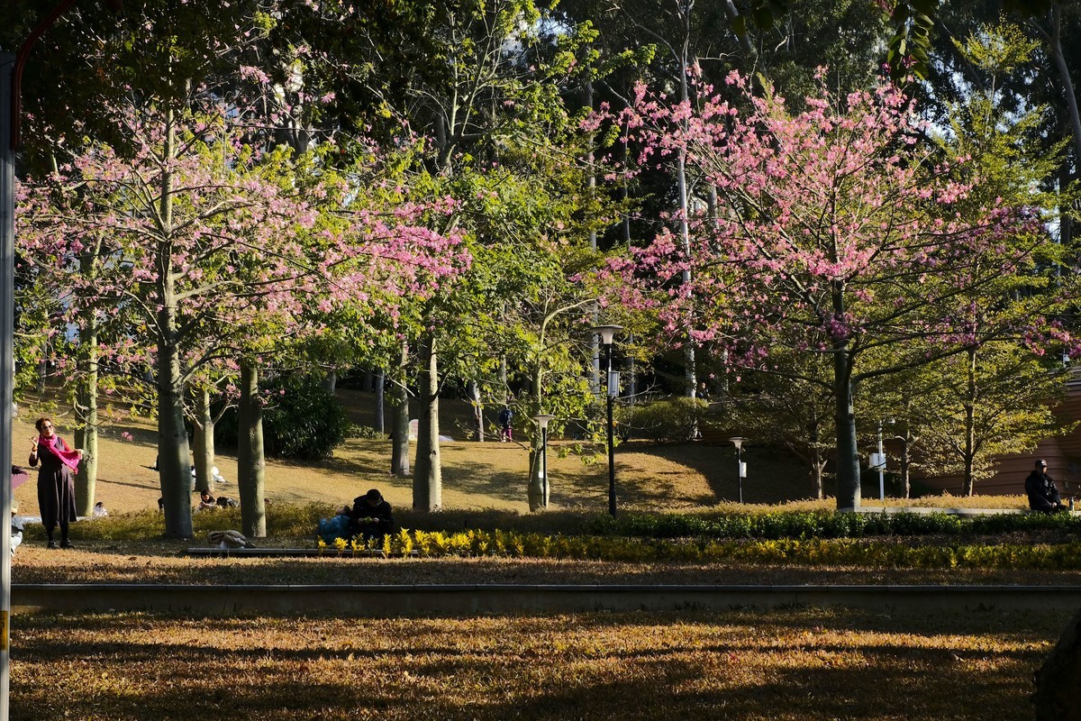 麓湖公园冬日景色