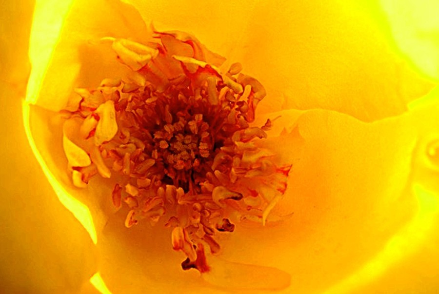 【不老松：纪实摄影】美丽的花蕊！