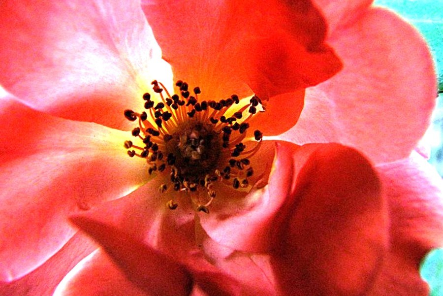 【不老松：纪实摄影】美丽的花蕊！