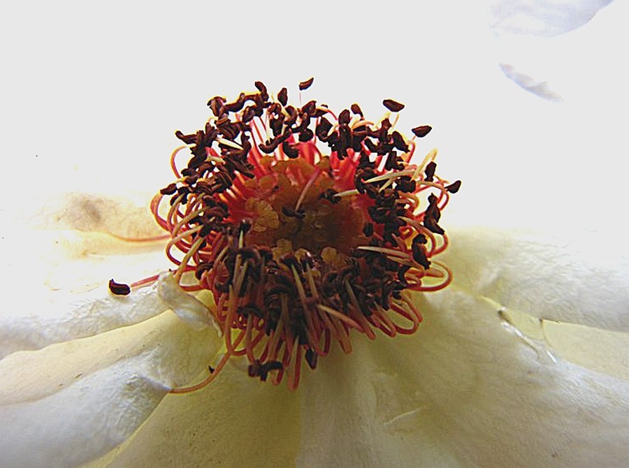 【不老松：纪实摄影】美丽的花蕊！