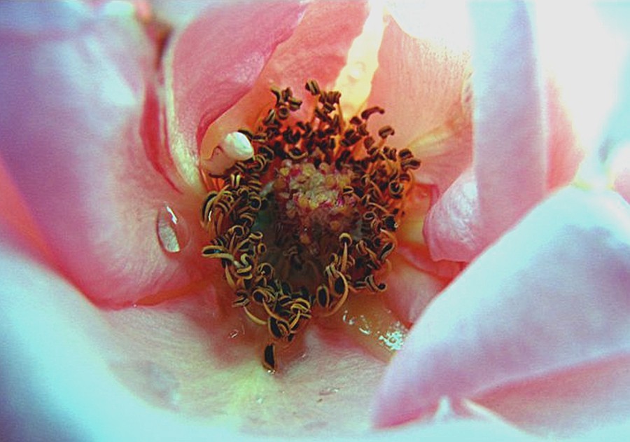 【不老松：纪实摄影】美丽的花蕊！