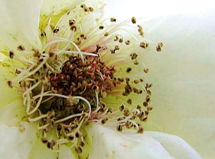 【不老松：纪实摄影】美丽的花蕊！