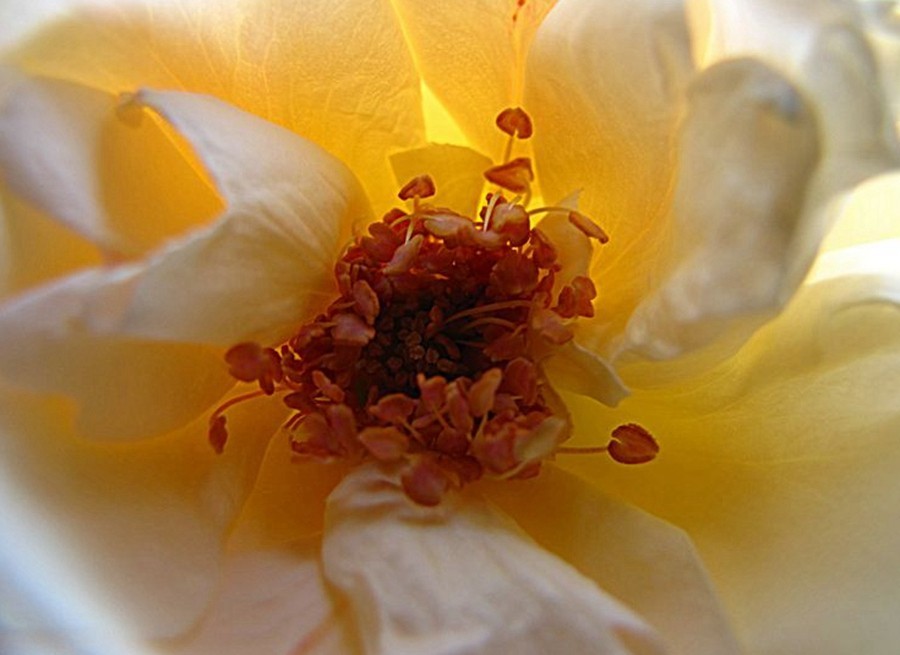 【不老松：纪实摄影】美丽的花蕊！