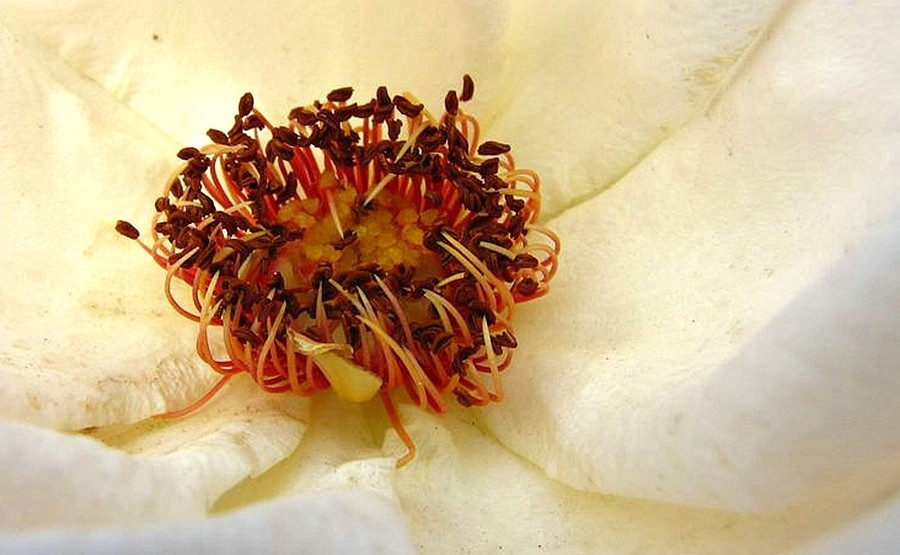 【不老松：纪实摄影】美丽的花蕊！