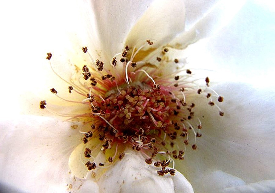 【不老松：纪实摄影】美丽的花蕊！